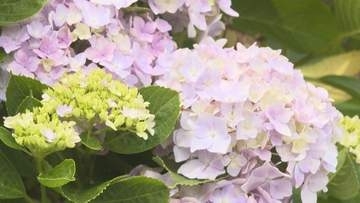 「新宮あじさいの里」2万株のアジサイ 見ごろは20日以降に 愛媛・新居浜市