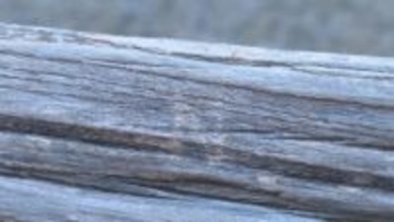 国の重要文化財「宇和島城」の天守に落書き見つかる、宇和島市が被害届提出へ【愛媛】