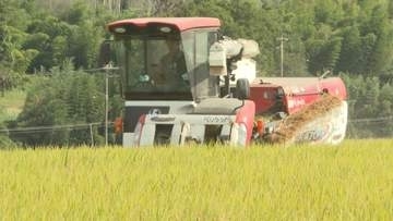 実りの秋　愛媛のブランド米「ひめの凜」収穫本格化