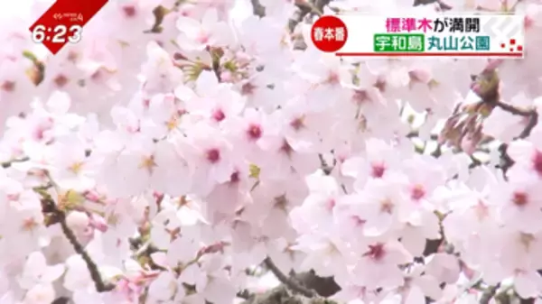 「愛媛の絶景スポット、最新の開花状況は？空から巡る満開時のサクラの名所」の画像