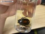 「セアカゴケグモ、伊予市で初確認【愛媛】」の画像1
