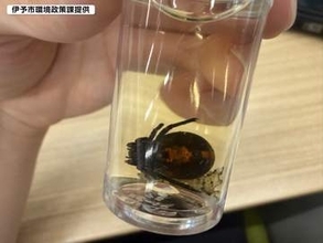 セアカゴケグモ、伊予市で初確認【愛媛】