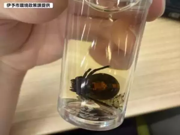 セアカゴケグモ、伊予市で初確認【愛媛】