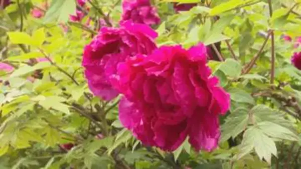 市民の森・フラワーパークで大輪の花咲かす「ボタン」が見ごろ 愛媛・今治市