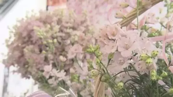 愛媛県が開発の「さくらひめ」認知度アップへ、松山城ロープウェイ駅舎で展示