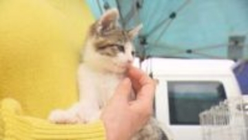 多頭崩壊のケースも…県内で保護された82匹に新たな飼い主を、松山市で保護犬猫の譲渡会