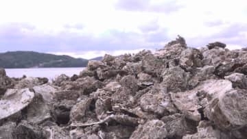 生産者悲鳴…養殖カキ 愛媛でも9割へい死【愛媛】