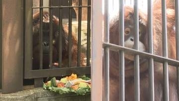 とべZOOのジェニファーとハヤト2頭揃って初のお披露目、オランウータンの繫殖プロジェクトが大きな一歩