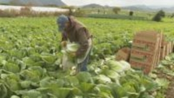 ハクサイの収穫 　県内一の産地・大洲市でピーク【愛媛】