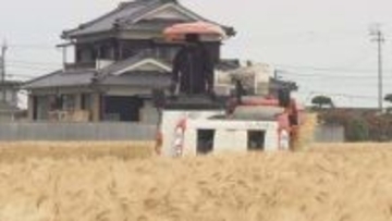 愛媛が日本一の生産量「はだか麦」松前町で収穫始まる、麦みそや押し麦・麦茶などで食卓へ