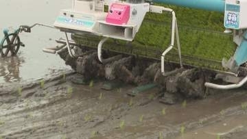 愛媛県が開発のブランド米「ひめの凜」の田植え始まる、夏の暑さに強く倒れにくい特性