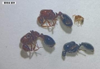特定外来生物・ヒアリ、見つかる…女王アリ確認で繁殖の可能性も【愛媛・松山市】