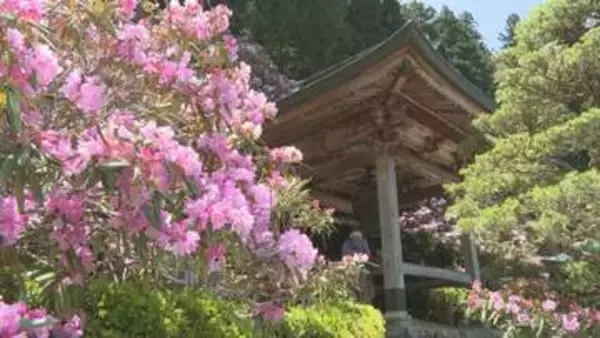 四国霊場60番札所・横峰寺　シャクナゲ見ごろ【愛媛・西条市】
