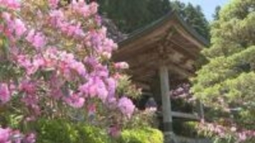 四国霊場60番札所・横峰寺　シャクナゲ見ごろ【愛媛・西条市】