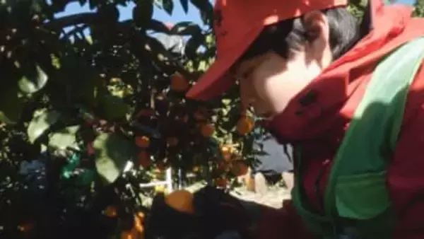 【西日本豪雨】発生の年から継続し復興支援 香川大の学生が宇和島市吉田町入りし被災ミカン園地で収穫作業手伝い【愛媛】