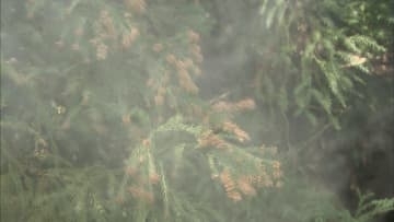 松山ではすでにスギ花粉を初観測「花粉症」注意すべき時間帯は？早めの対策がカギ