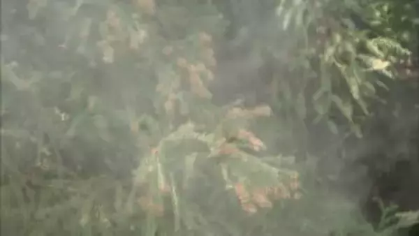 松山ではすでにスギ花粉を初観測「花粉症」注意すべき時間帯は？早めの対策がカギ