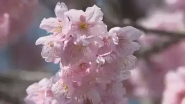 知る人ぞ知る花の名所！丹原町の鉄工所で早咲きのツバキカンザクラが満開に、敷地の一部を開放 愛媛・西条市