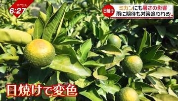 人も生き物も悲鳴の猛暑　海水浴場は閑散　ミカン農家はかん水に懸命【愛媛】