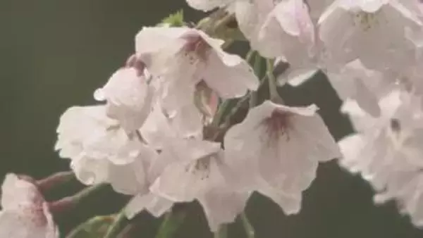 松山・道後公園のサクラは５分咲き、来週にかけ見頃つづく 夜はライトアップも