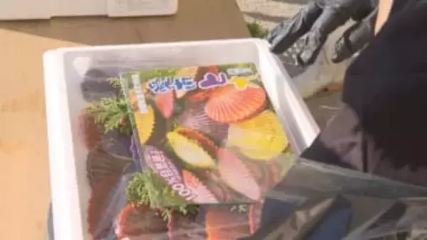 カラフルな貝殻！お歳暮に人気「ヒオウギ貝」出荷ピーク【愛媛】