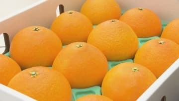 連日完売！ことしも人気「紅まどんな」あすからの冷え込みは着色に追い風【愛媛】