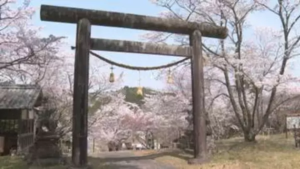 伊達家400年の歴史に彩られ、大本神社で50本のエドヒガンが見頃 愛媛・鬼北町
