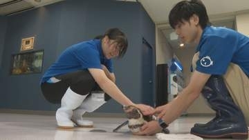 水族館の飼育員を夢見て　宇和島水産高校の女子生徒　松野町おさかな館で職場実習【愛媛】