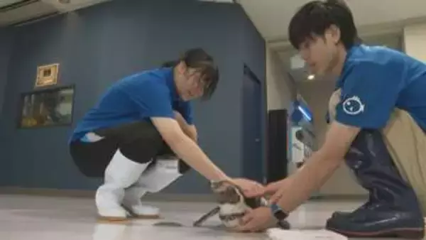 水族館の飼育員を夢見て　宇和島水産高校の女子生徒　松野町おさかな館で職場実習【愛媛】