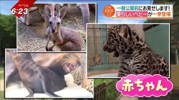 CH.ZOO　夏休み赤ちゃん特集！命の営みに癒される夏…【愛媛】