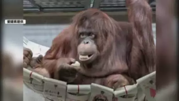 インドネシアから愛媛へ「絶対モテモテ！」　オランウータンのジェニファーお迎えセレモニー【愛媛】