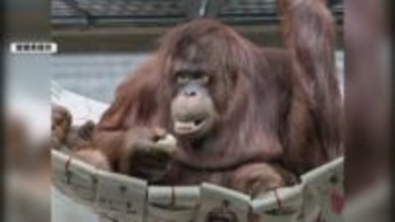 インドネシアから愛媛へ「絶対モテモテ！」　オランウータンのジェニファーお迎えセレモニー【愛媛】