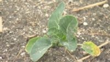 「枯れる寸前だった」少雨で生育遅れの野菜、恵みの雨で農家も安堵 愛媛・松山市