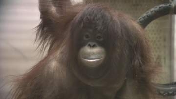 とべ動物園の「オランウータン」繁殖プロジェクト、クラファン終了まであと11日
