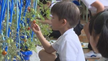 食への関心を！トマトを「植えて育てる」植育授業【愛媛・西条市】