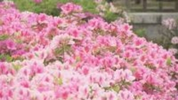 愛媛県は季節先取りの一日、松山城二之丸史跡庭園では新緑に映えるツツジ鮮やかに