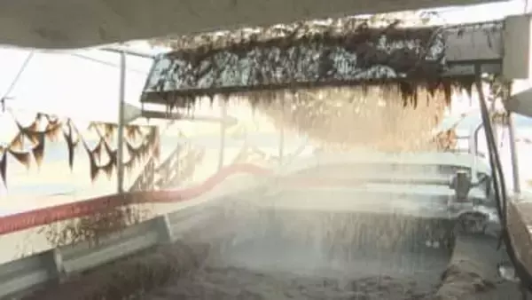 西条市で特産・海苔の収穫始まる 色落ちした海苔が多く厳しいスタートに