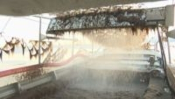 西条市で特産・海苔の収穫始まる 色落ちした海苔が多く厳しいスタートに