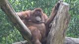 「【独自映像】インドネシアから愛媛へ　オランウータン「ジェニファー」がやってきた！」の画像1