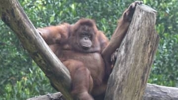 【独自映像】インドネシアから愛媛へ　オランウータン「ジェニファー」がやってきた！