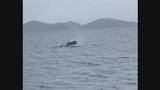 「宇和海でクジラの目撃情報相次ぐ、潮吹きながら泳ぐ姿も 県が航行する船舶に注意呼びかけ【愛媛】」の画像1