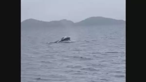 宇和海でクジラの目撃情報相次ぐ、潮吹きながら泳ぐ姿も 県が航行する船舶に注意呼びかけ【愛媛】