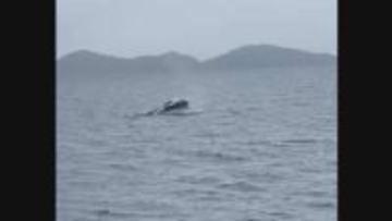 宇和海でクジラの目撃情報相次ぐ、潮吹きながら泳ぐ姿も 県が航行する船舶に注意呼びかけ【愛媛】