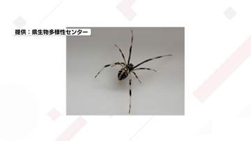 アイテムえひめの敷地内で「セアカゴケグモ」見つかる、すでに駆除され健康被害なし 愛媛・松山市
