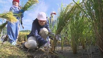 実りの秋　秋晴れの下、小学生が稲刈り体験【愛媛・松山市】