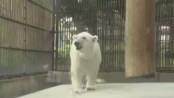 立ち上がることもできない状態から回復、白くまピース 12日ぶり再会にファン笑顔、26年間見守る飼育員も感謝