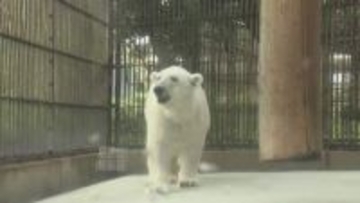 立ち上がることもできない状態から回復、白くまピース 12日ぶり再会にファン笑顔、26年間見守る飼育員も感謝