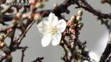 「2年ぶり日本一早い初春の便り！　松山で「ウメの開花」発表　去年より28日早い観測【愛媛】」の画像1