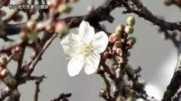 2年ぶり日本一早い初春の便り！　松山で「ウメの開花」発表　去年より28日早い観測【愛媛】