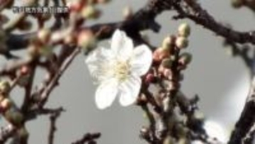 2年ぶり日本一早い初春の便り！　松山で「ウメの開花」発表　去年より28日早い観測【愛媛】